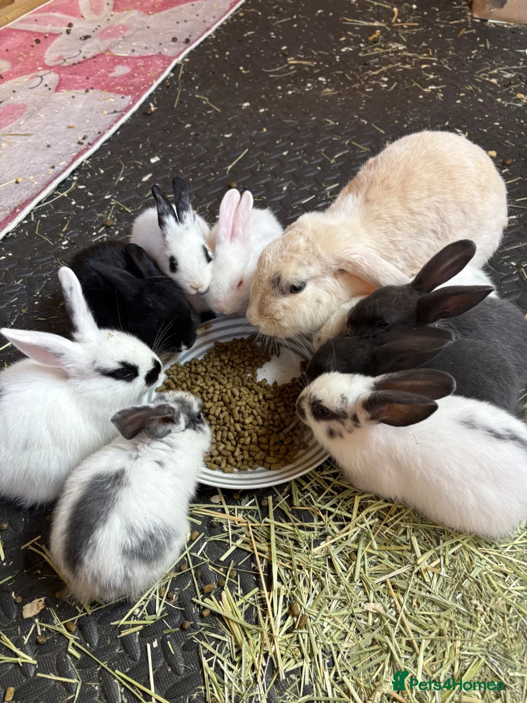 Mixed Breed rabbits for sale: 9 baby bunnies very soon ready for loving homes - Advert 2