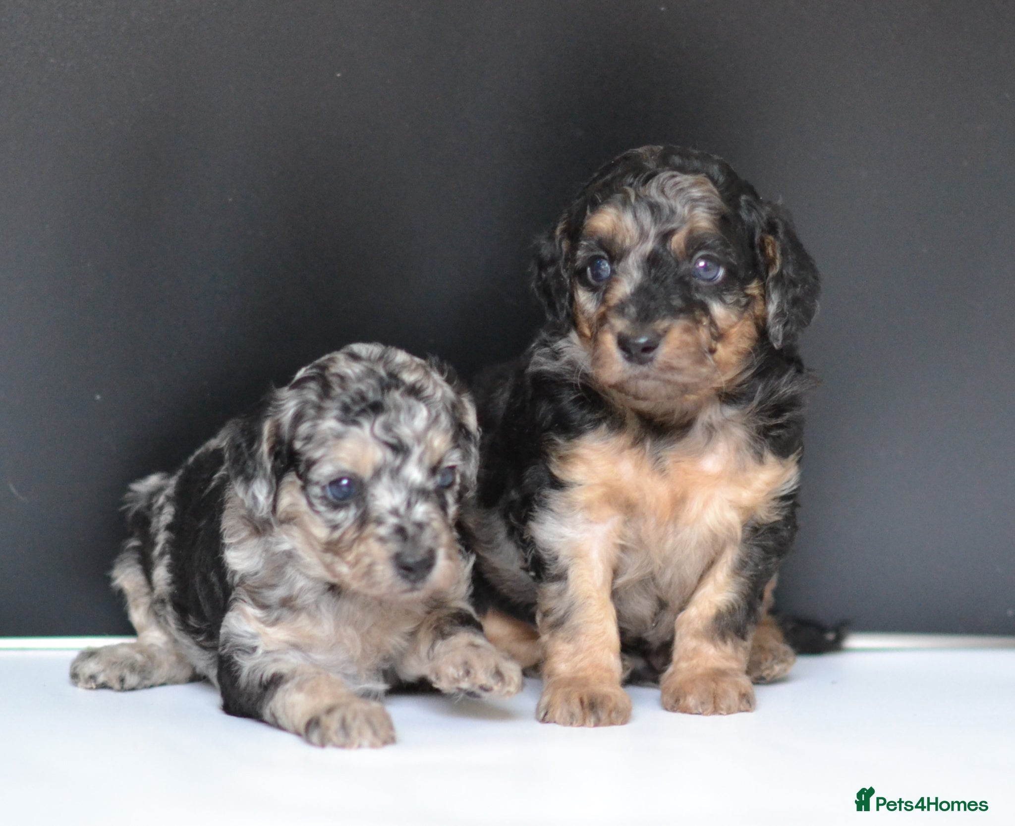 Miniature Poodle dogs Miniature poodle puppies from DNA tested parents.  - Advert 1