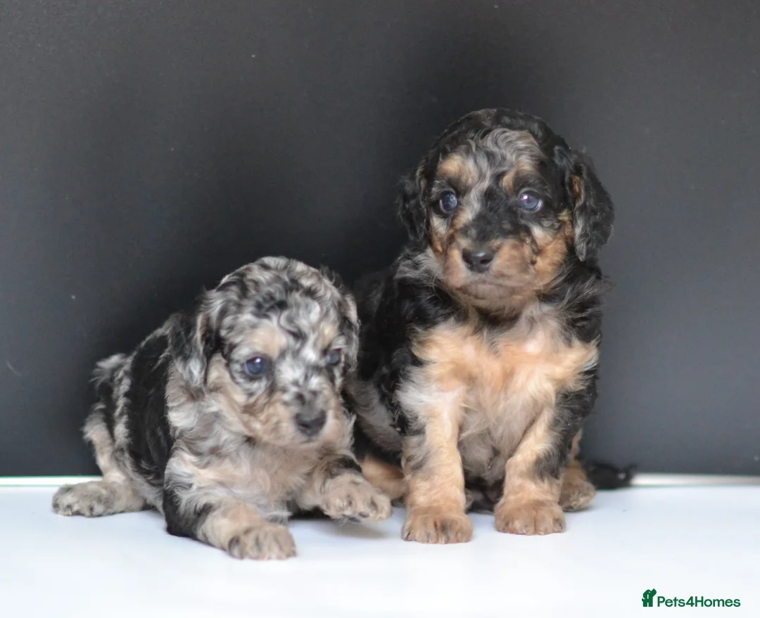 Miniature Poodle dogs for sale: Miniature poodle puppies from DNA tested parents.  - Advert 1