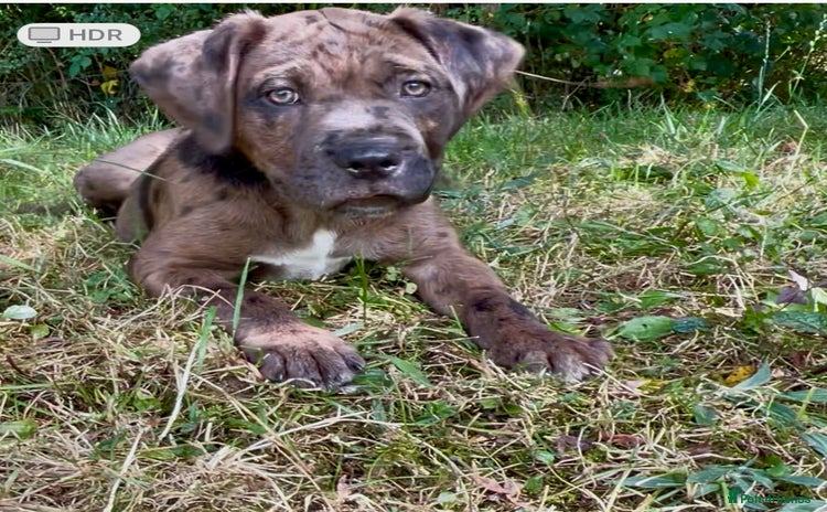 Mastiff dogs - Advert 1