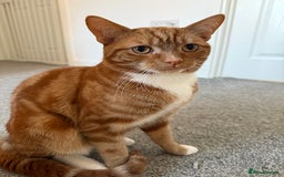 Mixed Breed cats for sale: Ginger kittens for sale - Image 14