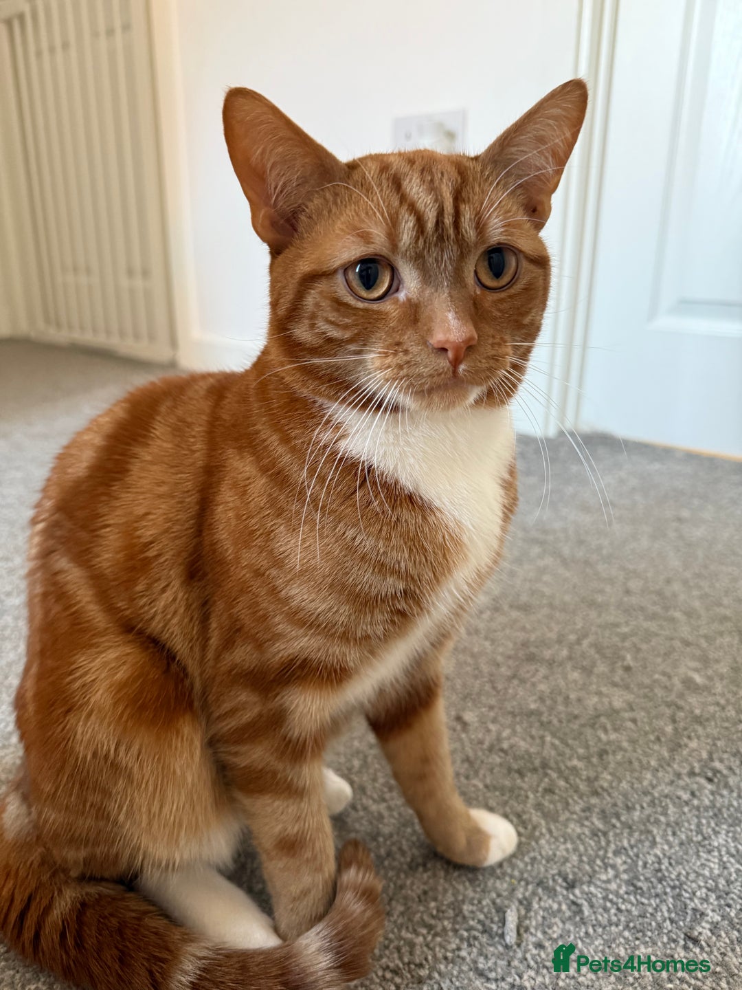 Mixed Breed cats for sale: Ginger kittens for sale - Image 14