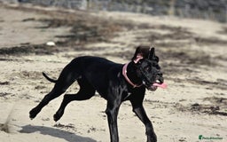 Great Dane dogs for sale: Kc reg female Great Dane 5 months old  - Advert 5