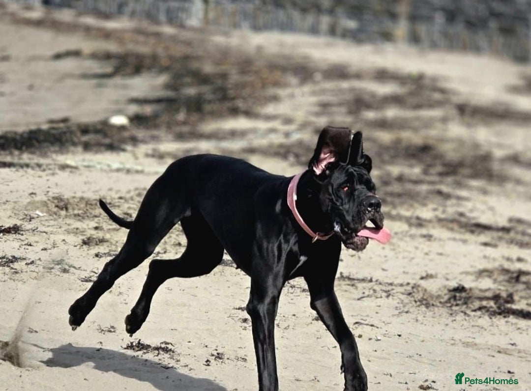 Great Dane dogs for sale: Kc reg female Great Dane 5 months old  - Advert 5