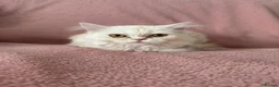Ragdoll cats for sale: Beautiful Scottish Fold & Ragdoll Doll Mix Kittens - Advert 7