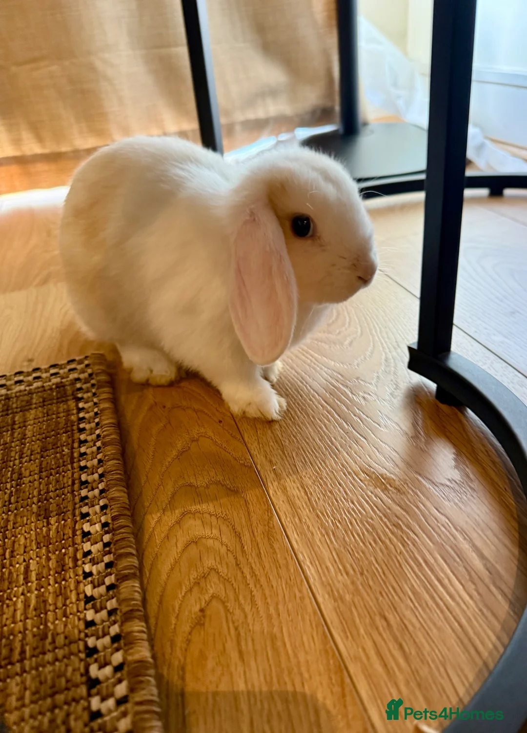 Mixed Breed rabbits for sale: Bunny Elsa  in Stevenage - Advert 2