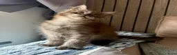 Maine Coon cats for sale: Stunning Maine Coon Kittens TICA Registered - Advert 22