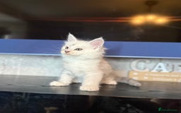 Maine Coon cats for sale: Outstanding Blue Silver Shaded Maine Coon Kittens - Image 12
