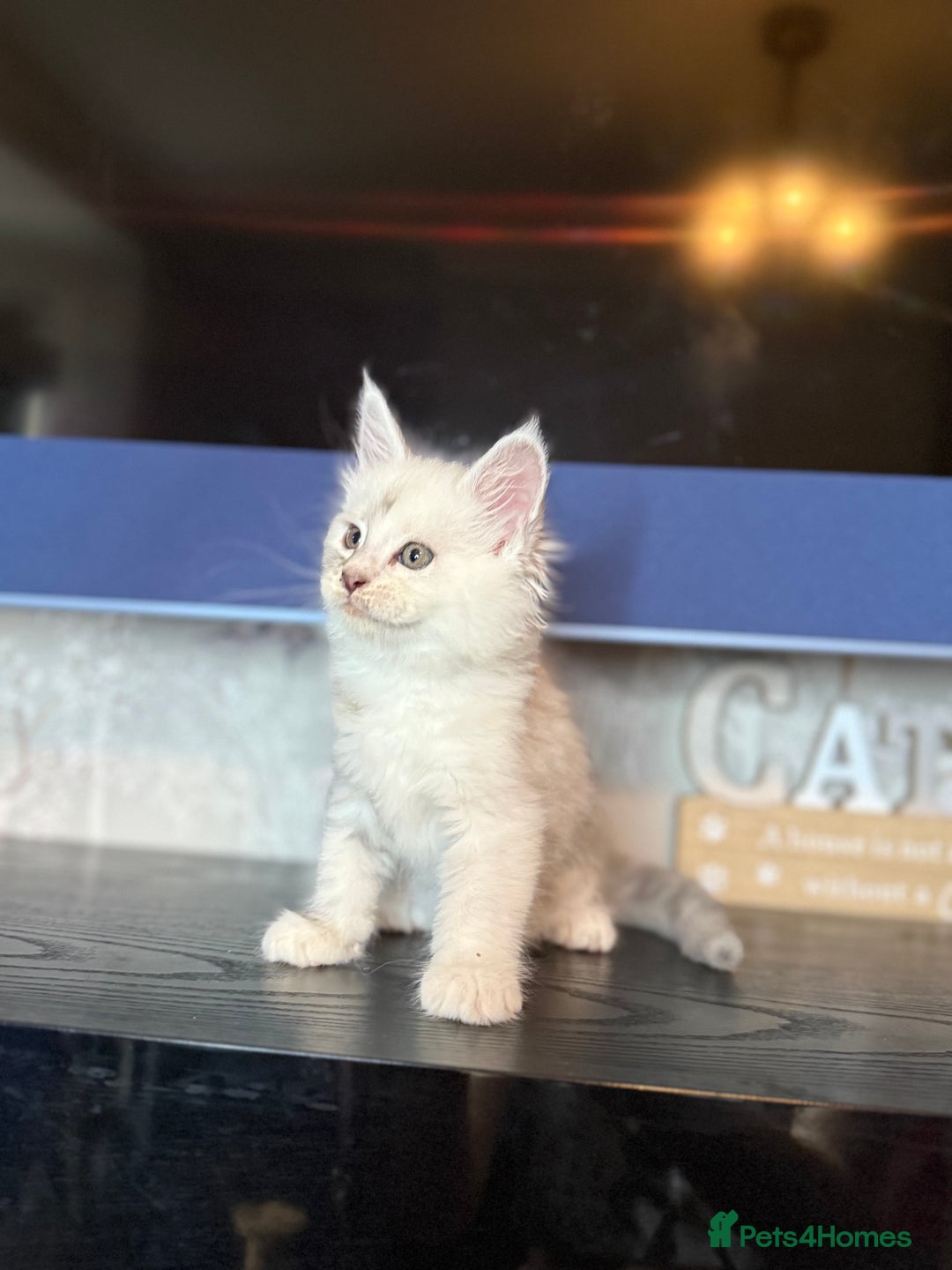 Maine Coon cats for sale: Outstanding Blue Silver Shaded Maine Coon Kittens - Image 12