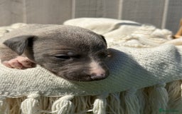 Whippet dogs for sale: Beautiful pedigree whippet puppies  - Image 13