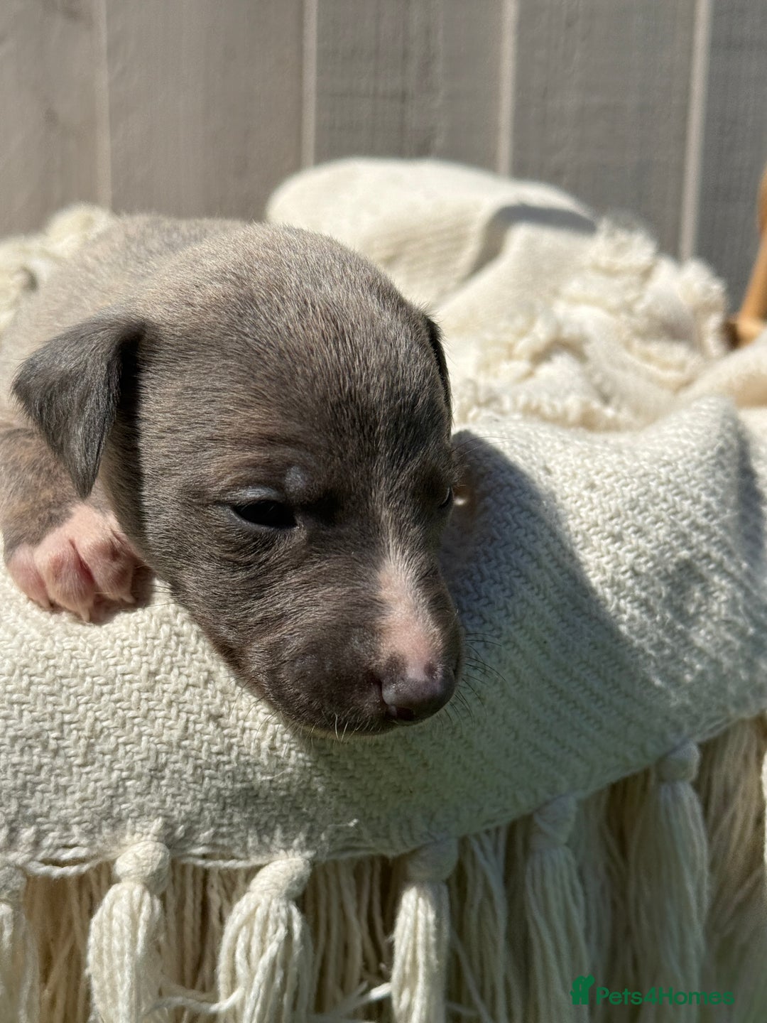Whippet dogs for sale: Beautiful pedigree whippet puppies  - Image 13
