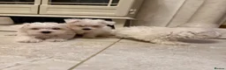 West Highland Terrier dogs for sale: Westies  - Advert 4