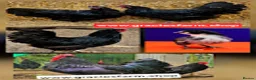 Chickens poultry for sale: Hatching Eggs Australorp Legbar Olive Polish Wyand - Advert 12
