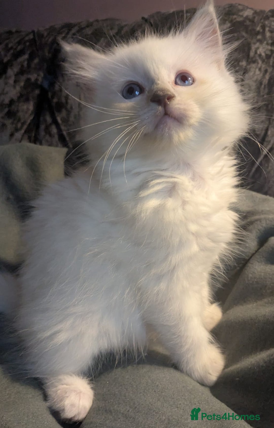 Ragdoll cats for sale: 💕💛GCCF Registered 💛💕Pedigree Ragdoll kittens - Image 18