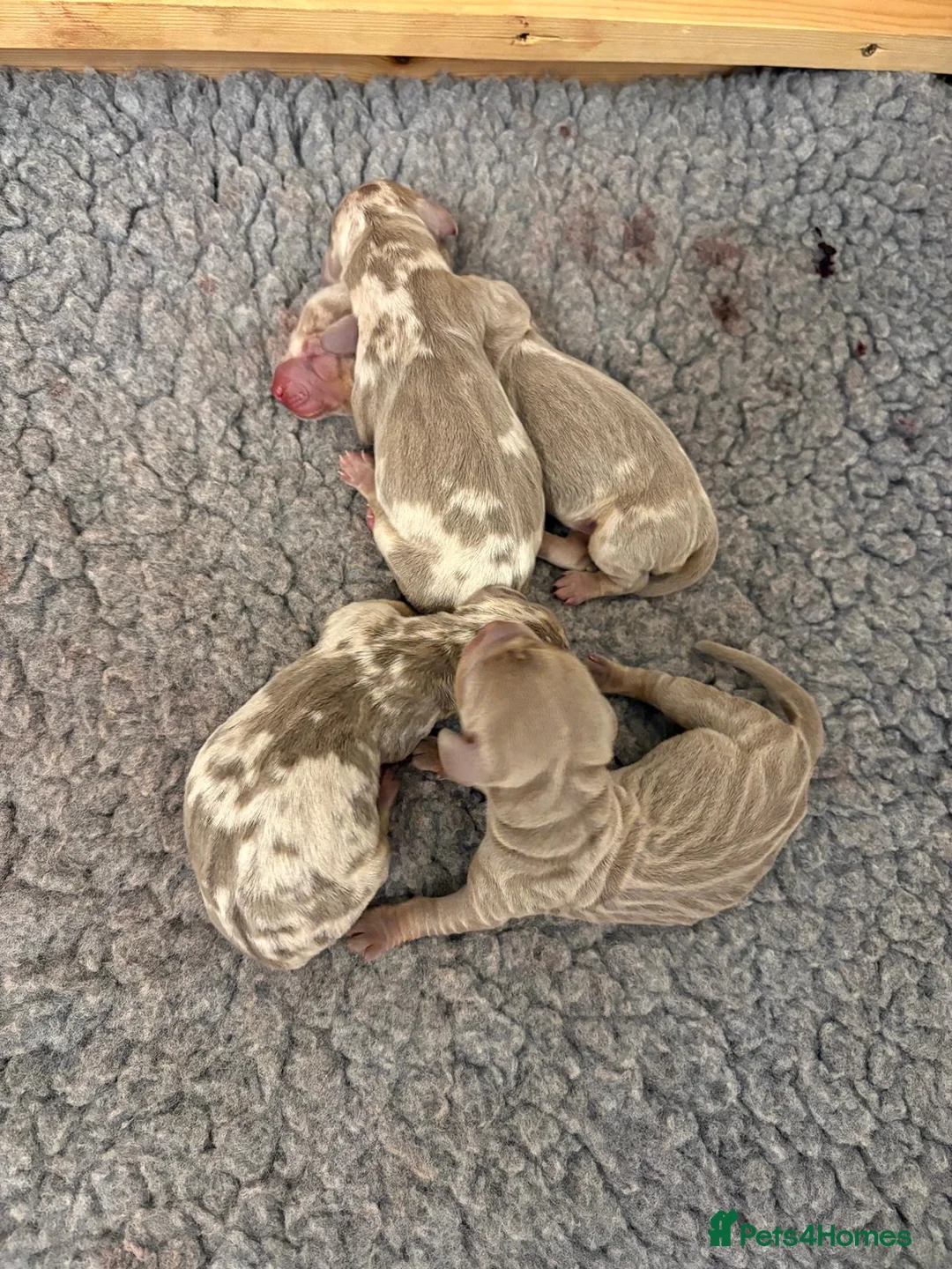 Miniature Dachshund dogs for stud: For stud my boy Dinky  in Alfreton - Advert 23