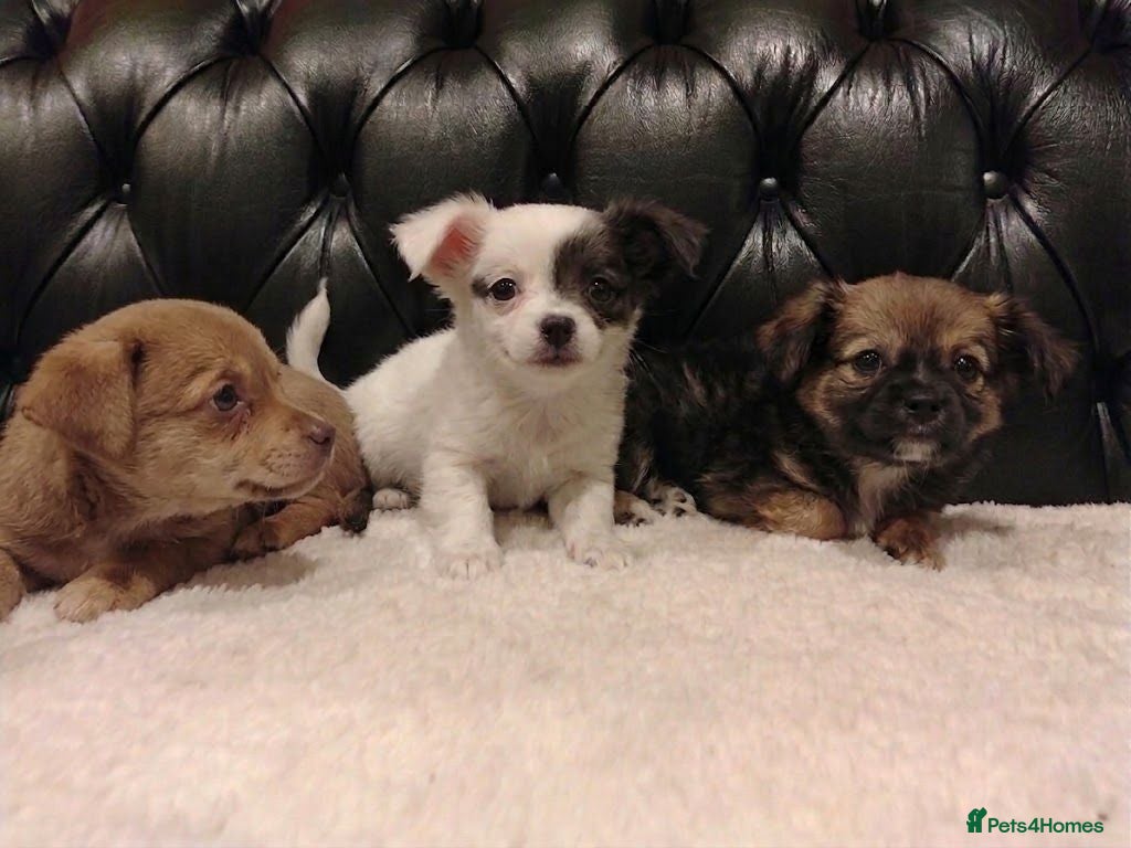 Chihuahua dogs Chihuahua Puppies for sale, Ready for loving homes - Advert 1
