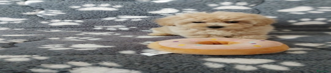 Maltipoo Puppy 6