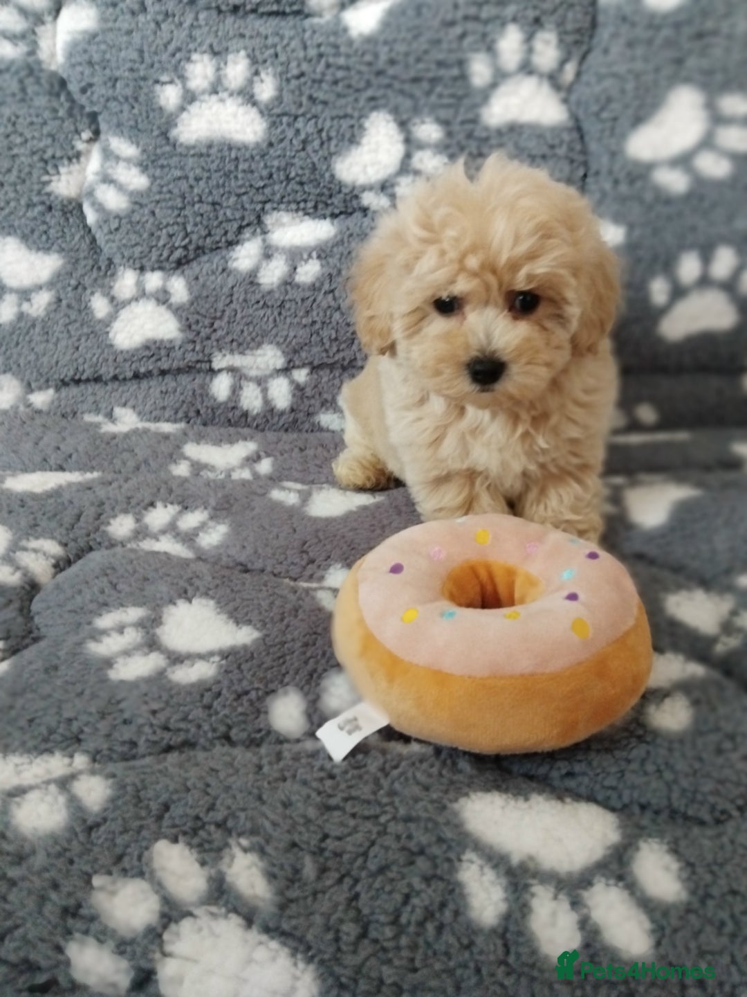 Maltipoo dogs for sale:  Maltipoo puppies  mix litter - Image 4