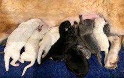 German Shepherd dogs for sale: German Shepherds by Shawhhead Shepherds  - Image 4