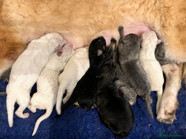 German Shepherd dogs - Advert 1