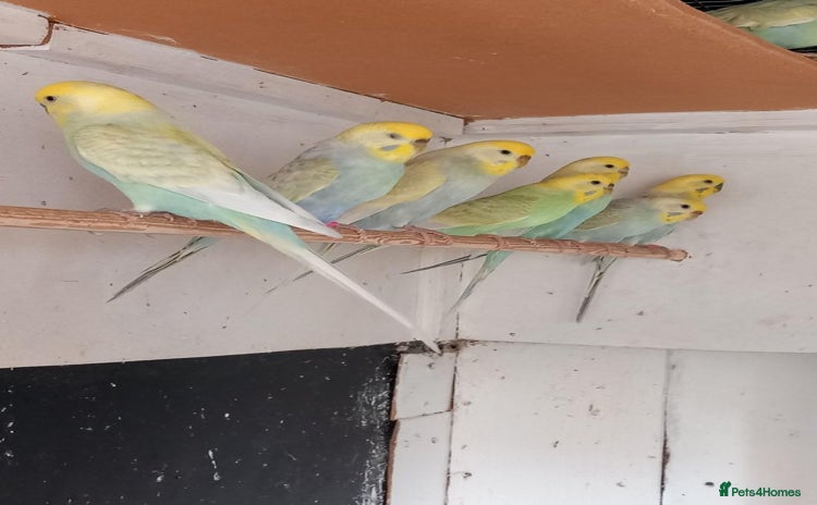Budgerigars birds - Advert 1