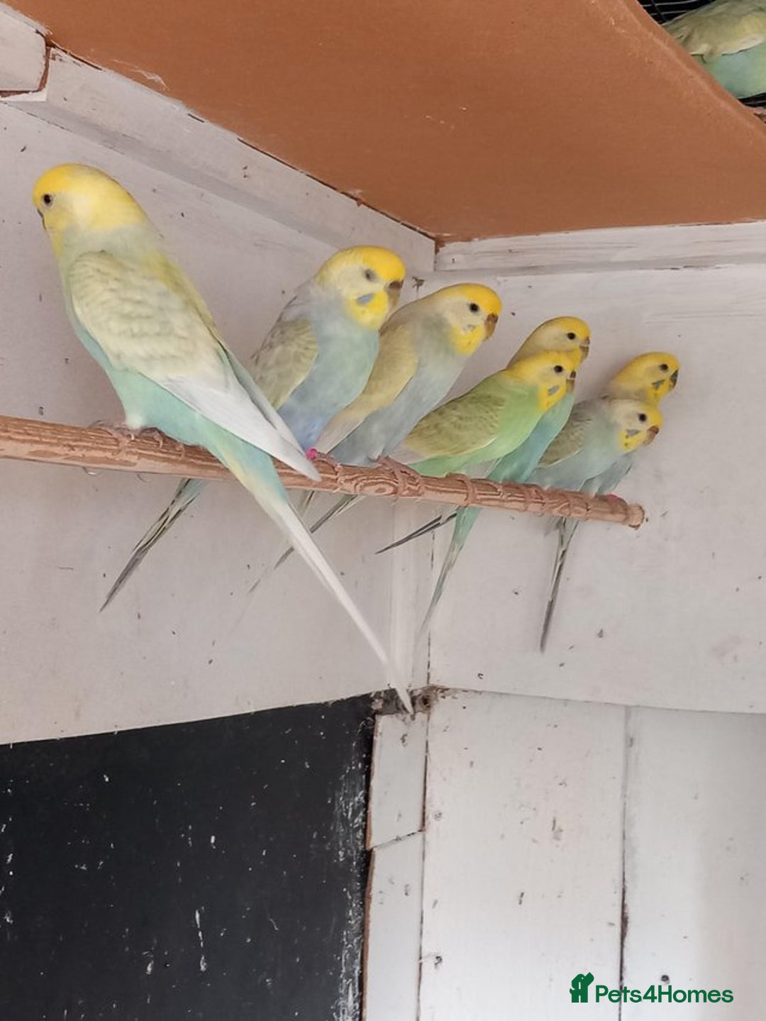 Budgerigars birds for sale: rainbow budgies - Image 1