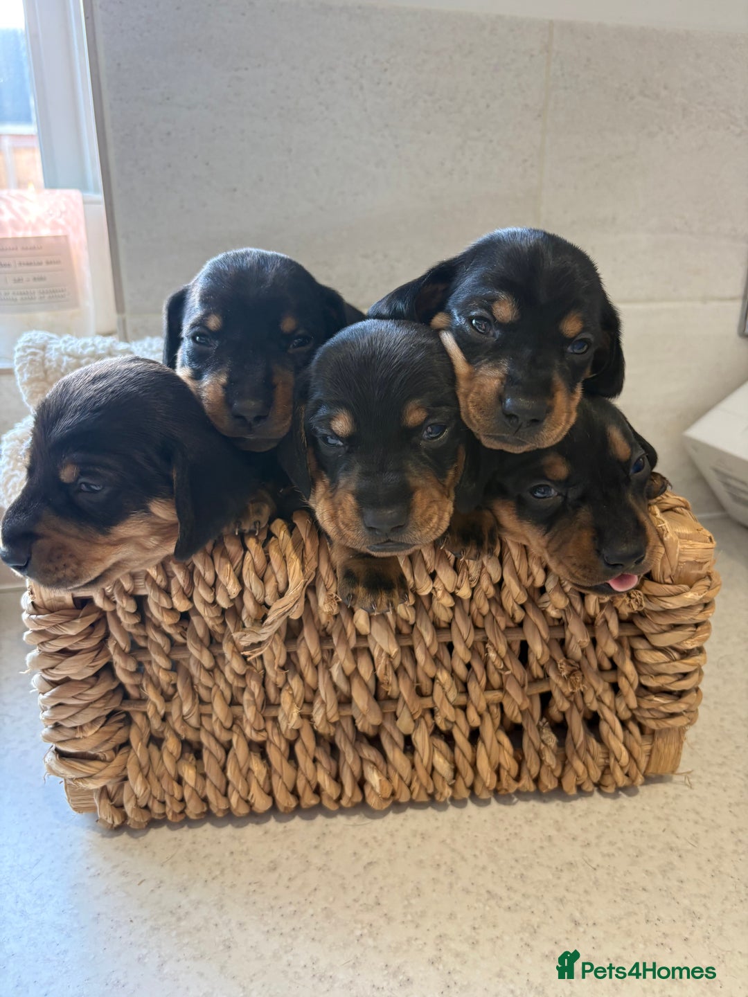 Dachshund dogs for sale: Dachshund puppies - Advert 1