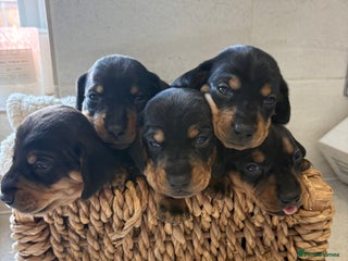 Dachshund dogs Dachshund puppies - Advert 1