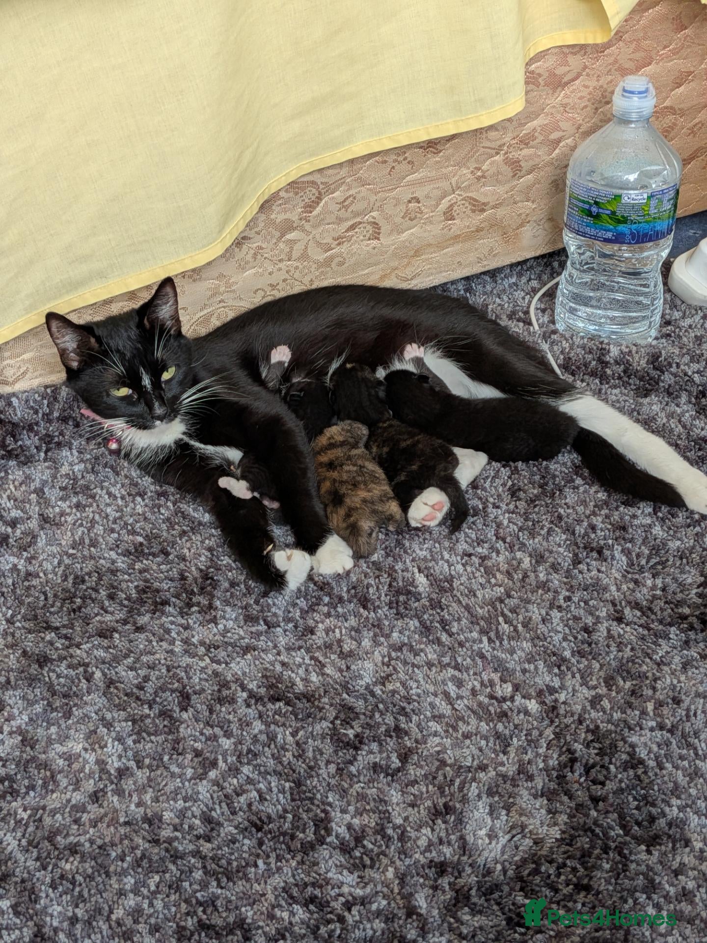 Mixed Breed cats Kittens for sale  - Advert 15