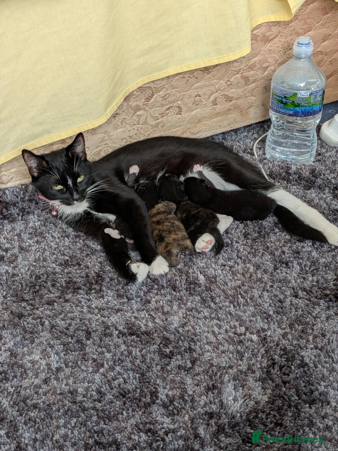 Mixed Breed cats for sale: Kittens for sale  in Stoke-on-Trent - Advert 1