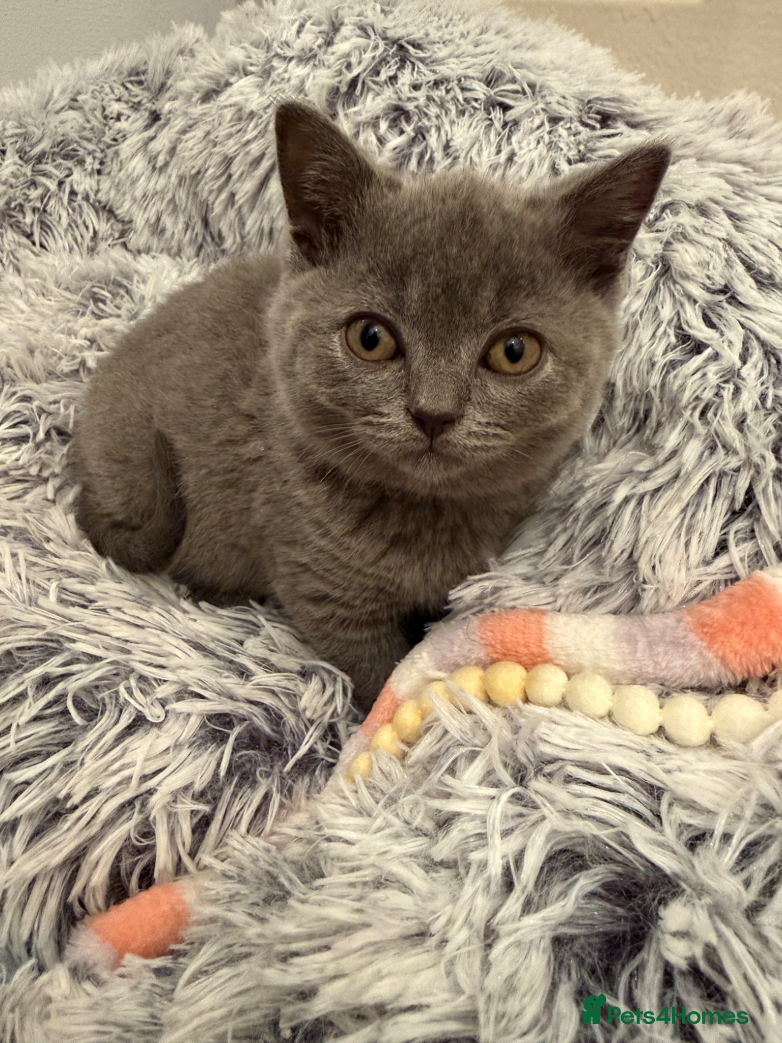 British Shorthair cats Adorable Blue Boy Contact - 07843 912078 - Advert 4