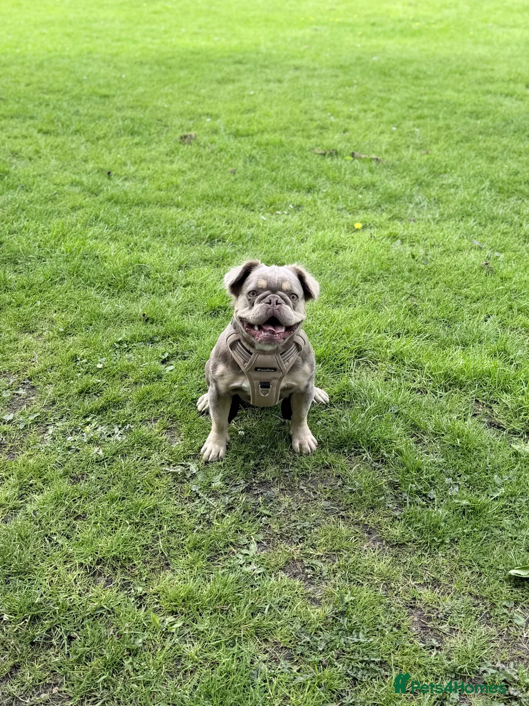French Bulldog dogs for sale: French Bulldog Pup 5 months old - Advert 2