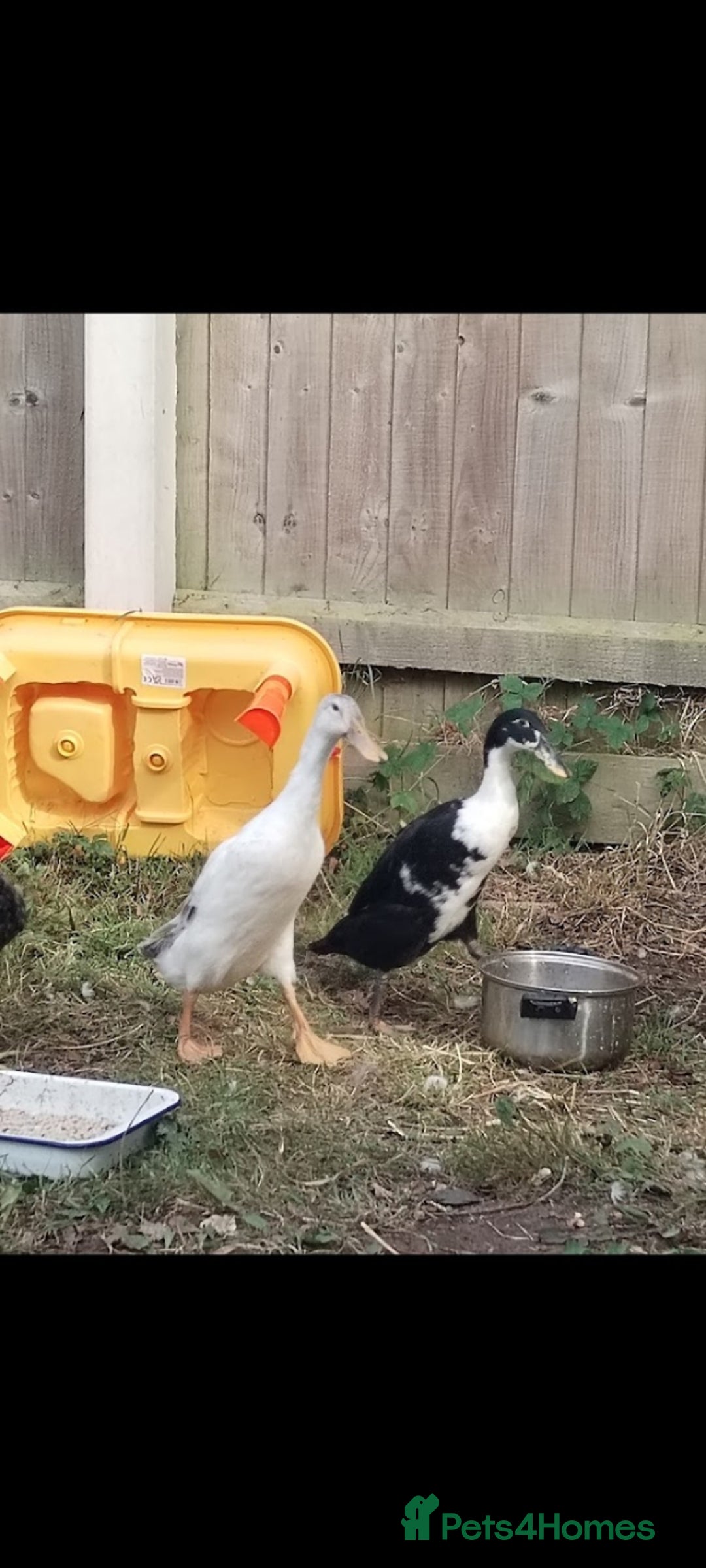 Chickens poultry for sale: Runners ducks pair and a hen - Image 2