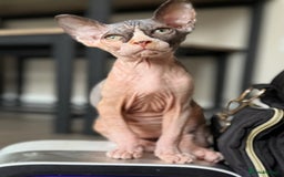 Sphynx cats for sale: Beautiful Calico kitten  - Image 1