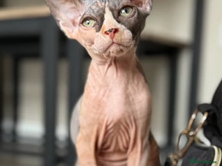 Sphynx cats for sale - Advert 1