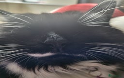 British Longhair cats for sale: 4 year old blind stick needs a new home - Advert 12