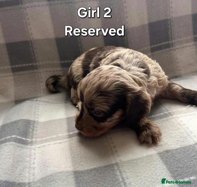 Cockapoo dogs x1 Girl & x4 Boys Available - Cockapoo Puppies  - Advert 13