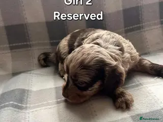 Cockapoo dogs x1 Girl & x4 Boys Available - Cockapoo Puppies - Advert 13