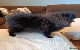 Pomeranian dogs for sale: Pom puppys with Kc reg , pedigree for sale - Image 7