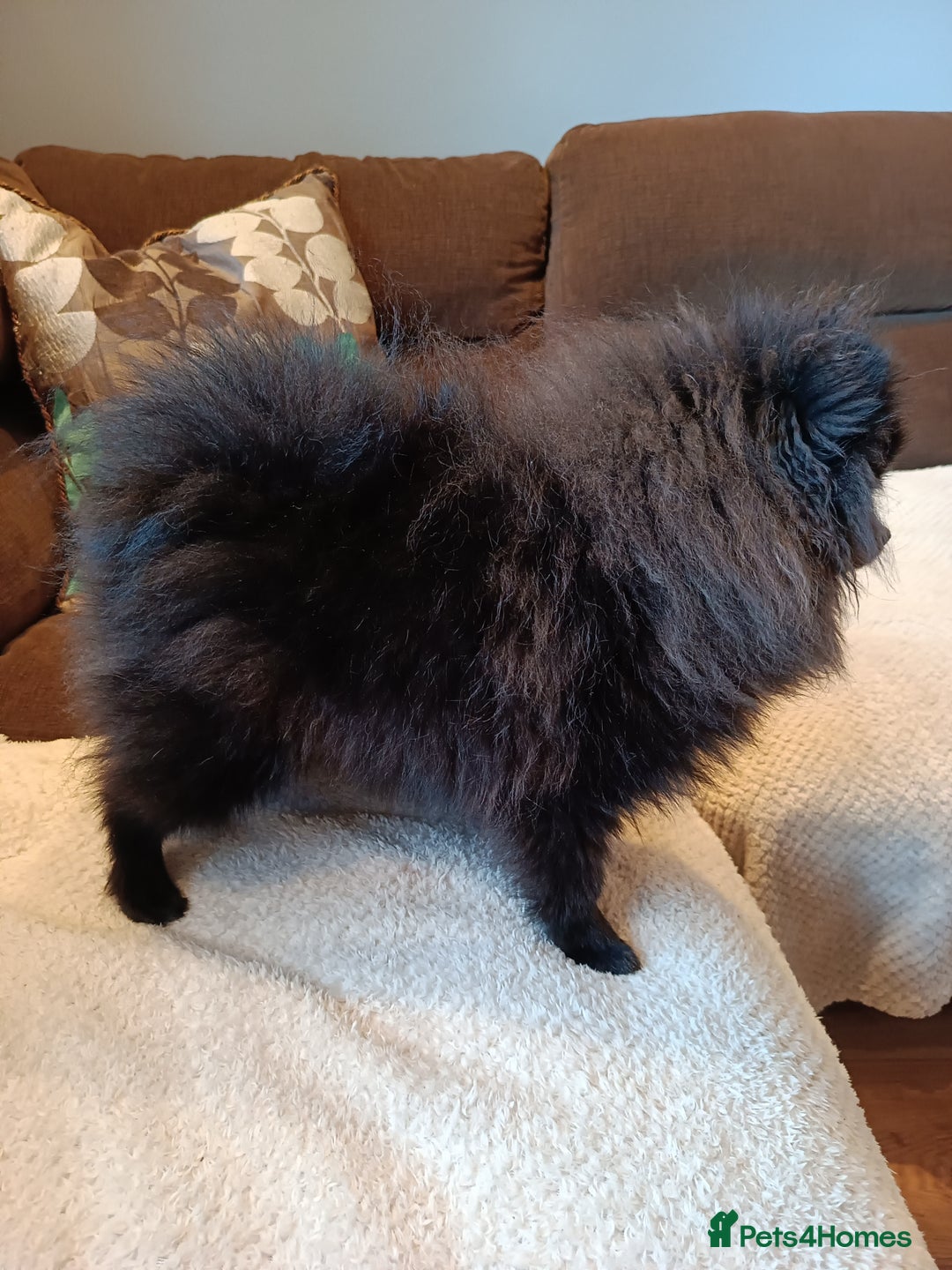 Pomeranian dogs for sale: Pom puppys with Kc reg , pedigree for sale - Image 7