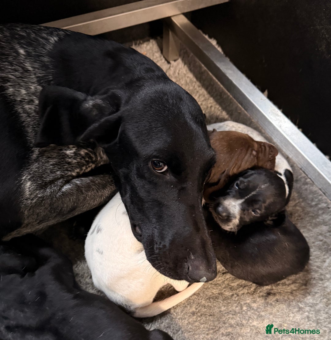 German Shorthaired Pointer dogs for sale: KC GSP Pups Health Tested Parents - Advert 19