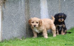 Cavapoo dogs for sale: F1 Cavapoo puppies for sale - Image 20