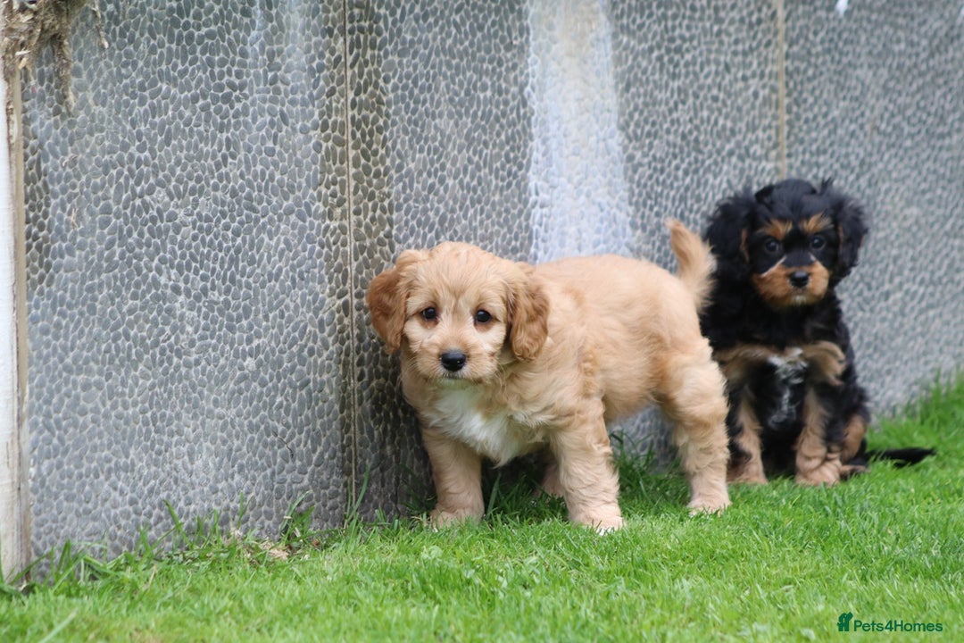 Cavapoo dogs for sale: F1 Cavapoo puppies for sale - Image 20