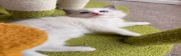 Ragdoll cats for sale: Gorgeous Tica registered Ragdoll kittens 1 girl  - Advert 18