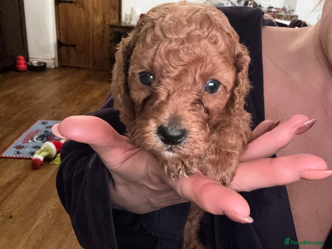 Miniature Poodle dogs for sale: KC Miniature Poodles- Bred for your family…   - Advert 21