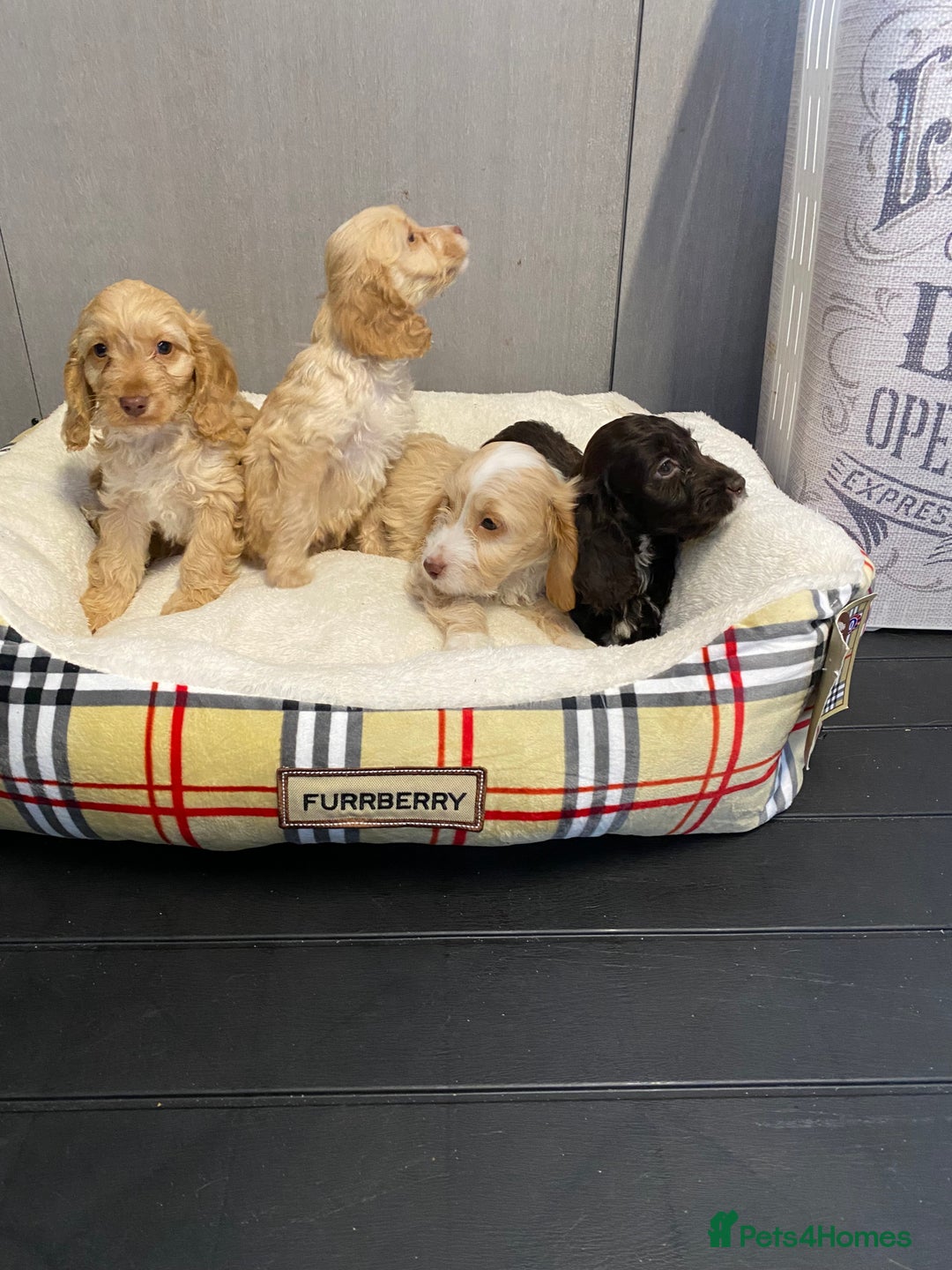 Cockapoo dogs for sale: AMAZING STUNNING F1 SHOW TYPE COCKAPOO  - Image 17