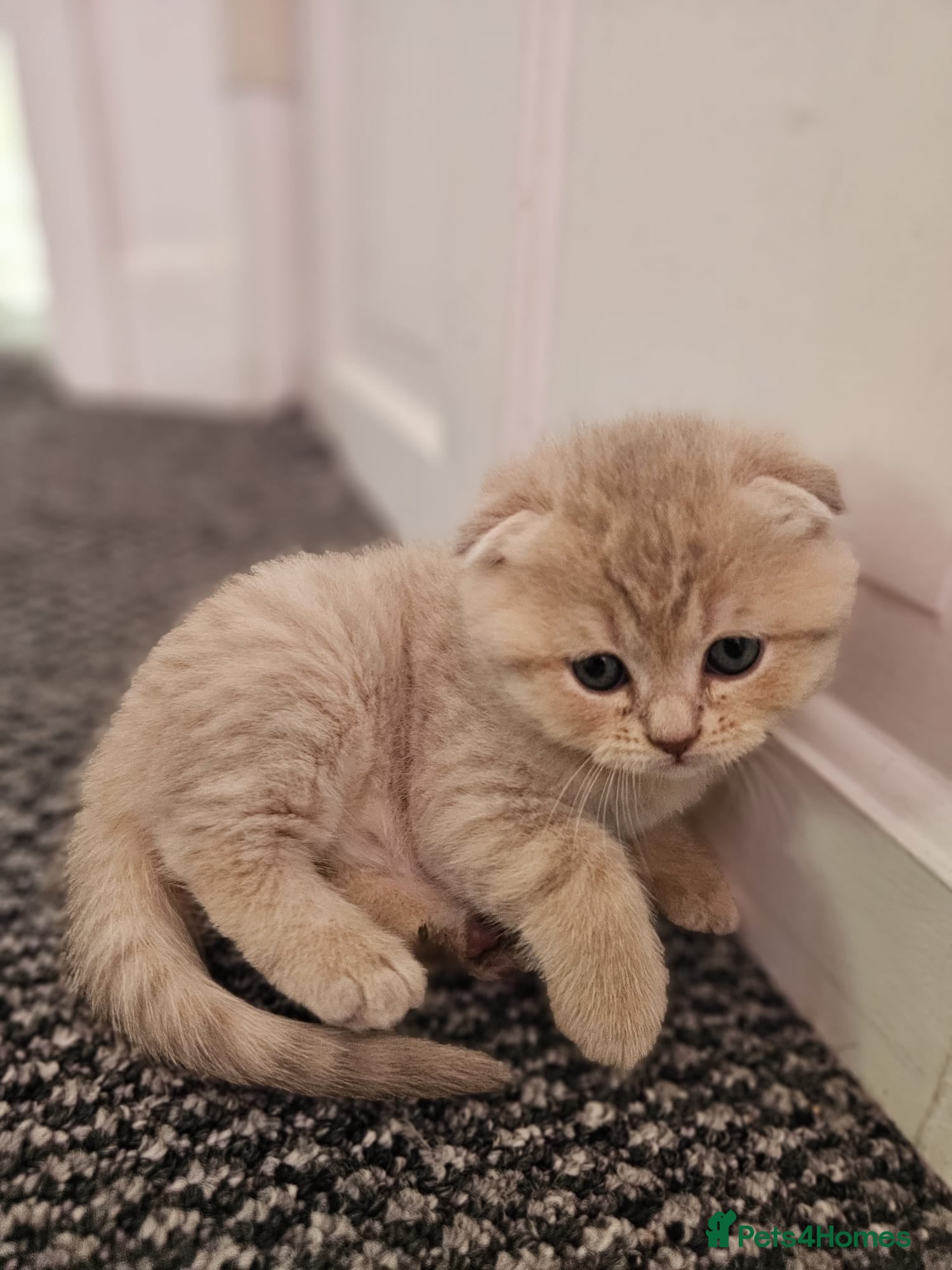 Scottish Fold cats 5 Beautiful Scottish Kittens Ready for Homes 🐾 - Advert 2