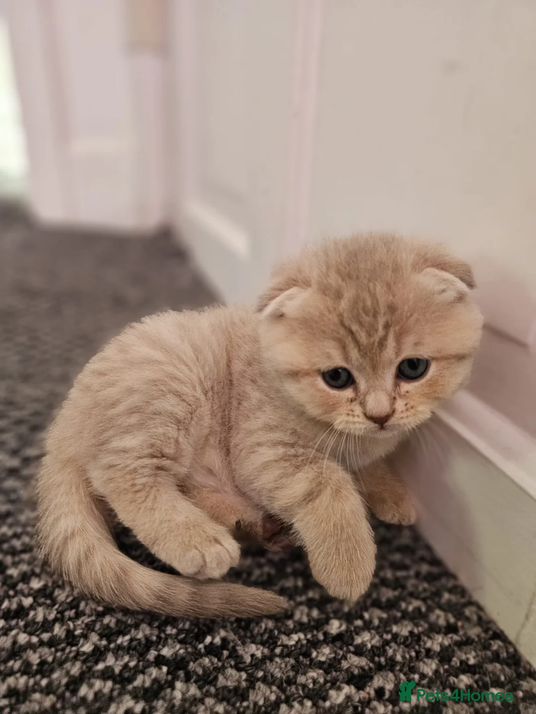 Scottish Fold cats for sale: 5 Beautiful Scottish Kittens Ready for Homes 🐾 - Advert 2
