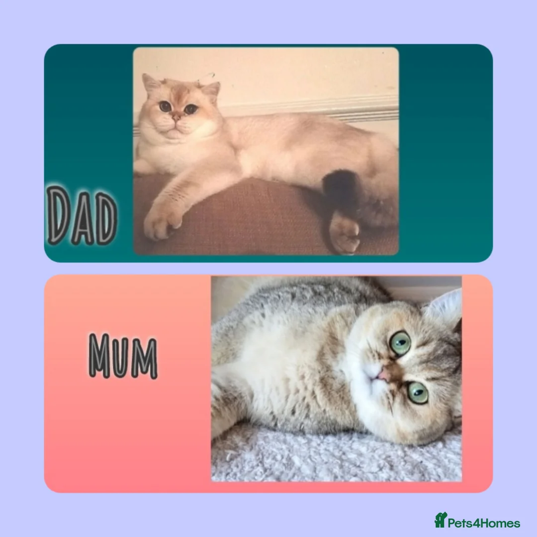 British Shorthair cats for sale: GCCF Chocolate Golden Point British Shorthair  - Advert 5