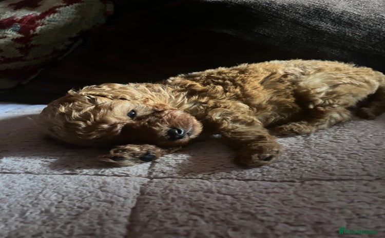 Toy Poodle dogs - Advert 2